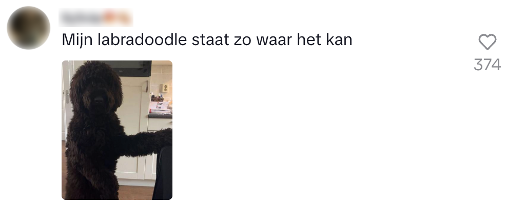 Hond