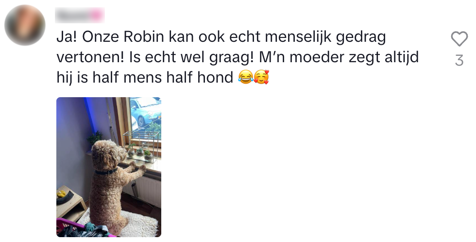 Hond
