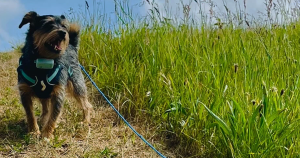 hond uit