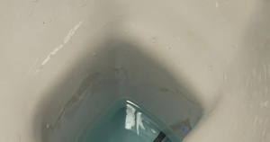 rat header 1
