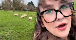 schaap uit