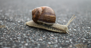 woordgrap bundel foto 2