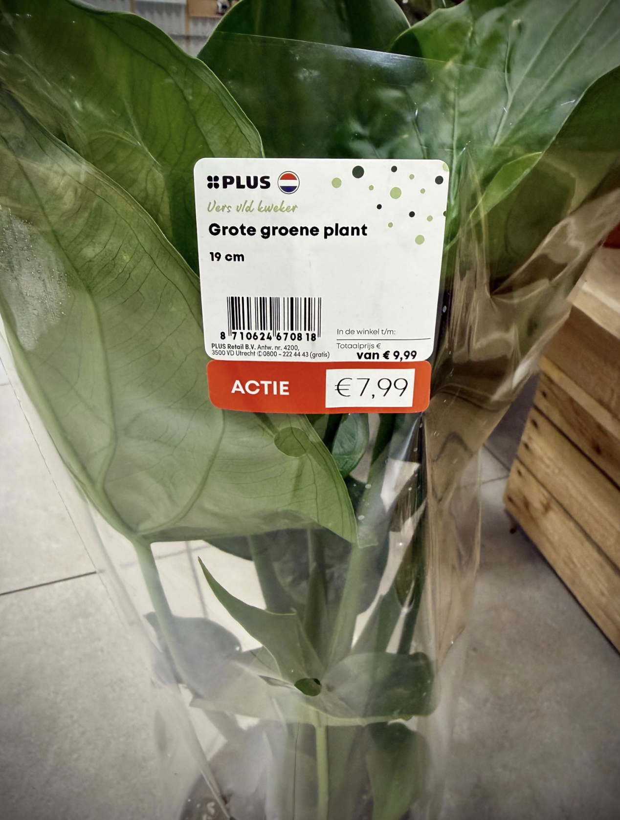plant