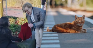 kat uit