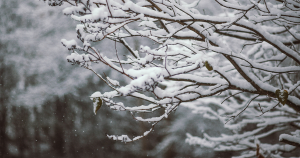 sneeuw zonder
