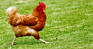 versprekingen zonder