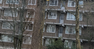 afbeelding boom