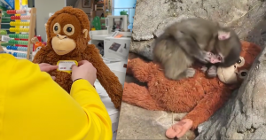 ikea zonder