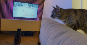 kat tv foto