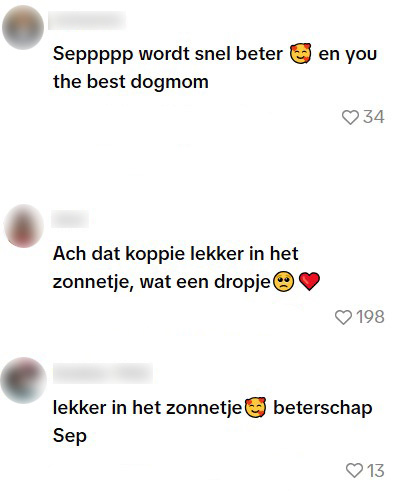 hond