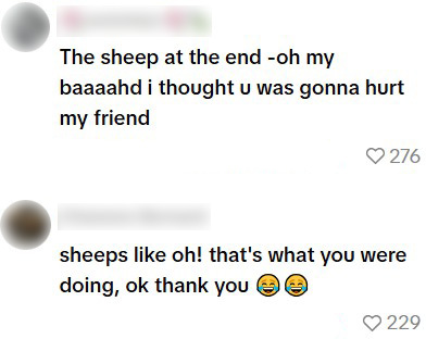 schaap