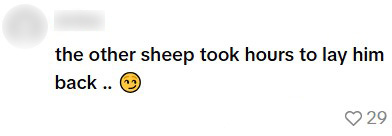schaap