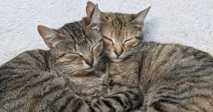 katten namen foto