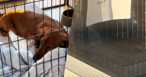 uitlichting, hond