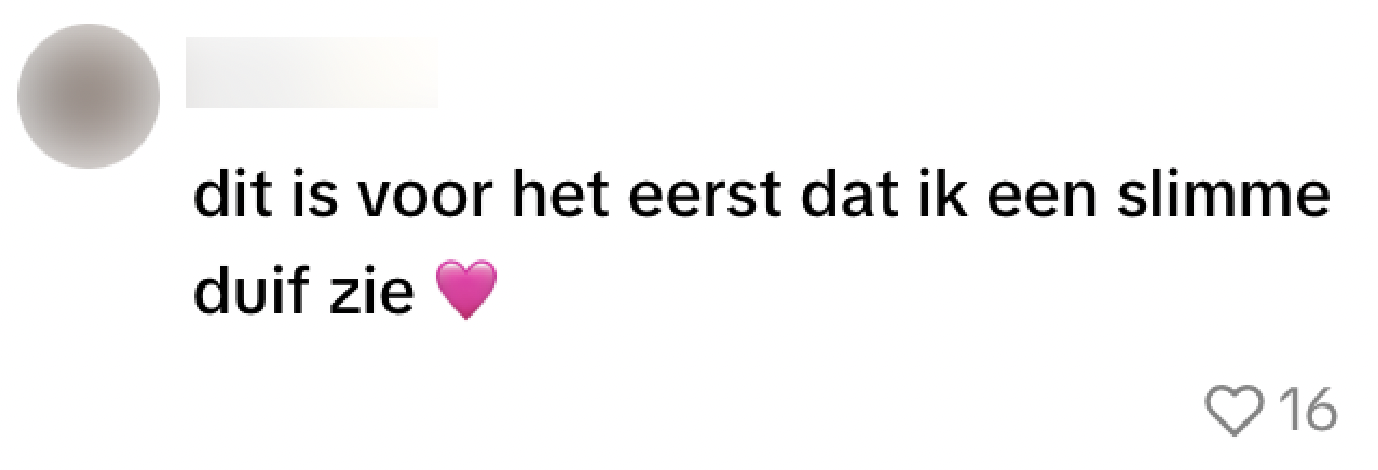duif