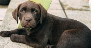 hond uit