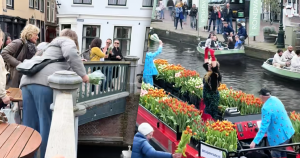 tulpen zonder