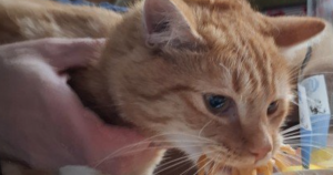 uitl, kat