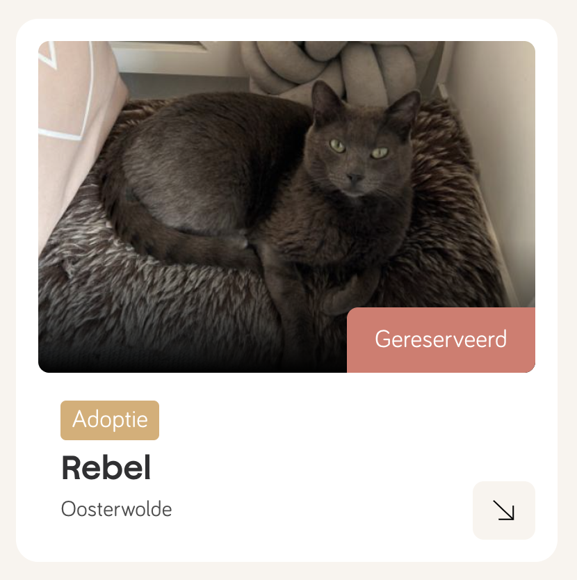 rebel