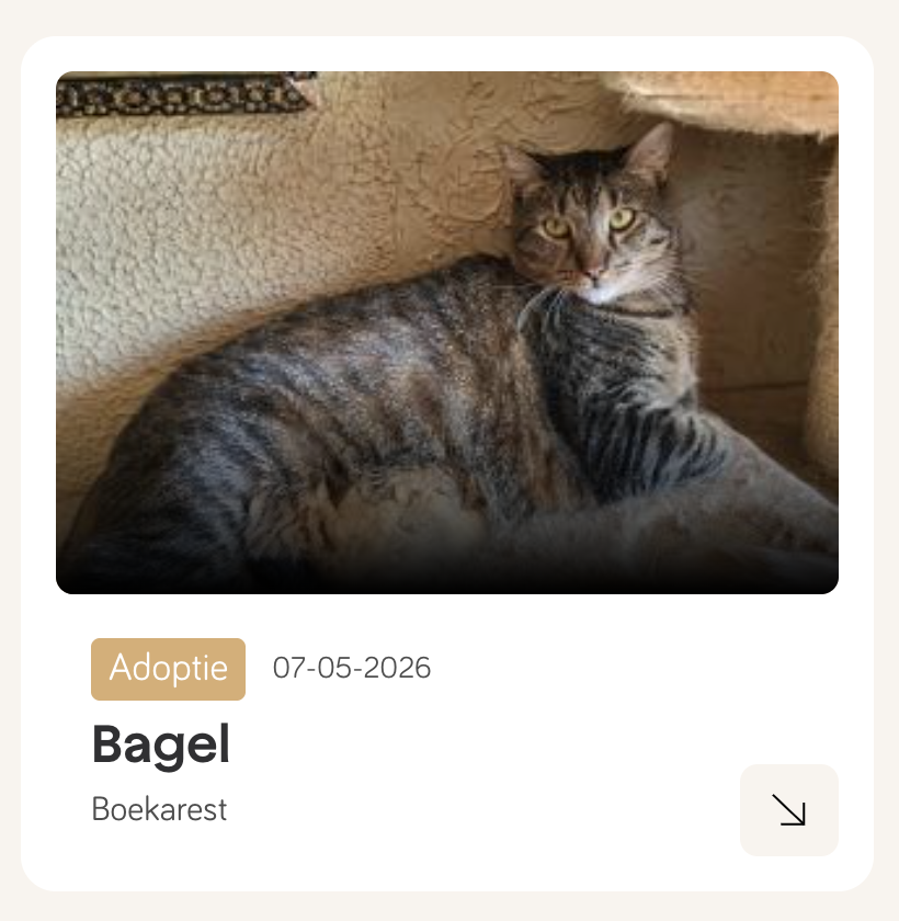 bagel