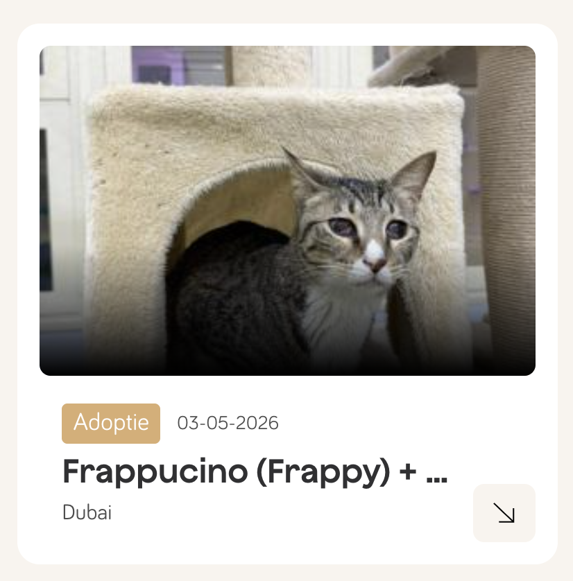 frappuccino