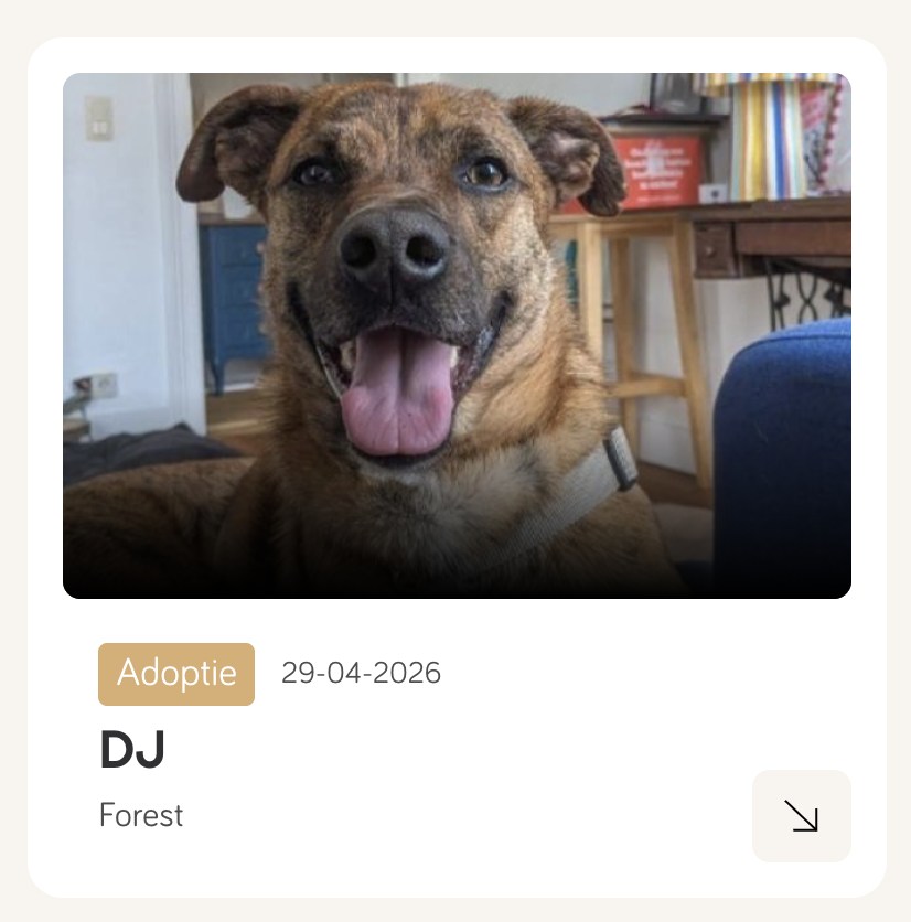dj