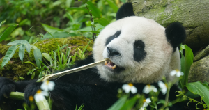 wwf foto