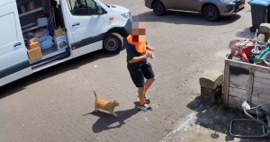 postnl kat foto
