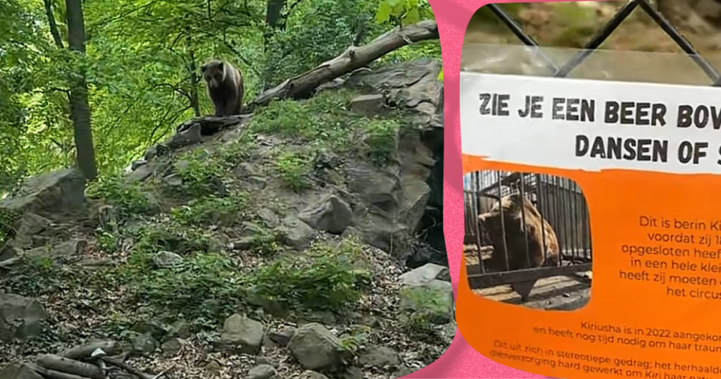 Bezoekers Ouwehands Dierenpark worden stil van verdrietig bordje bij beren