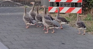 gans2