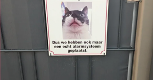vlinder foto