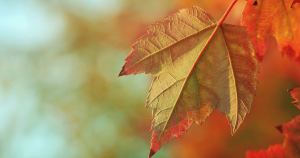 herfst zonder